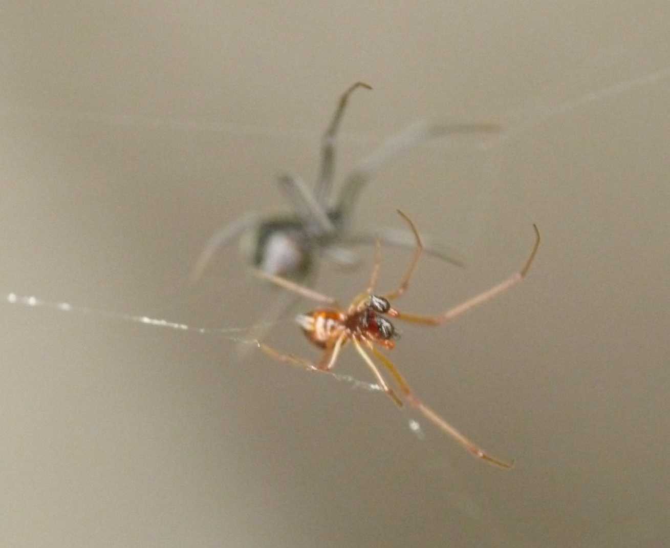 Coppia di trapezisti (Argyrodes)